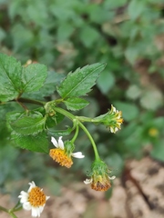 Bidens pilosa minor