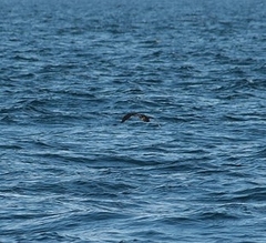 Procellariidae