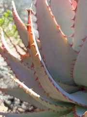 Aloe glauca