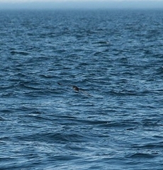 Procellariidae