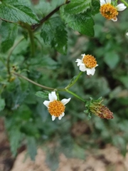 Bidens pilosa minor