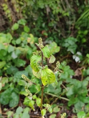 Achyranthes bidentata