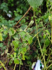 Achyranthes bidentata