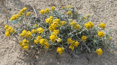 Helichrysum