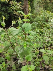 Sigesbeckia pubescens