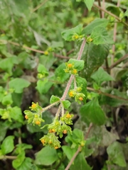 Sigesbeckia pubescens