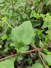Sigesbeckia pubescens