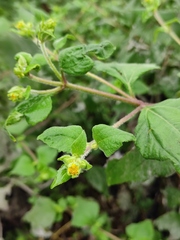 Sigesbeckia pubescens