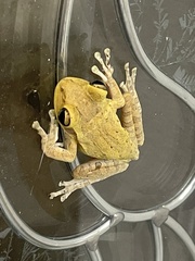 Osteopilus septentrionalis