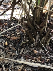 Thamnophis saurita nitae