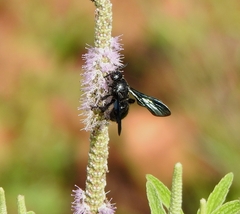 Scoliinae