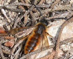 Dasyscolia ciliata