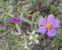 Cistus albidus