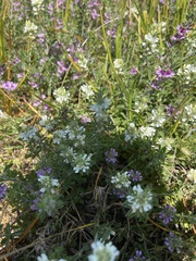 Psoralea decumbens