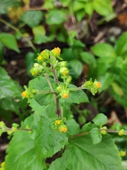 Sigesbeckia pubescens