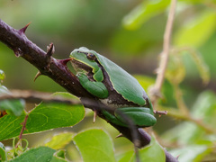 Hyla molleri