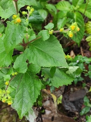 Sigesbeckia pubescens