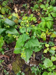 Sigesbeckia pubescens