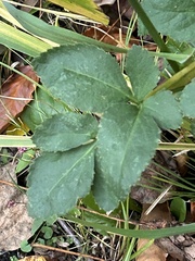 Angelica venenosa