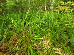 Iris foetidissima