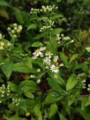 Aster baccharoides
