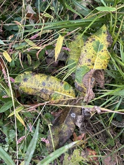 Golovinomyces cichoracearum