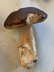 Boletus aereus
