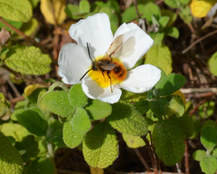Dasyscolia ciliata