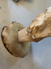 Boletus aereus
