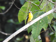 Ficedula zanthopygia