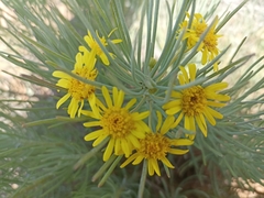Euryops tenuissimus