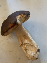Boletus aereus