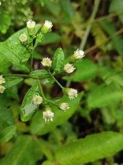 Aster baccharoides
