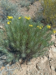 Euryops tenuissimus