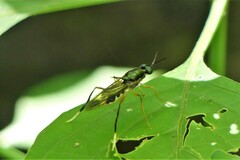 Campeprosopa longispina