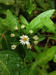 Aster baccharoides