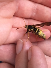 Paranthrene robiniae