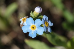 Myosotis arvensis
