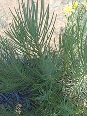 Euryops tenuissimus