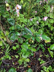 Eriocapitella hupehensis