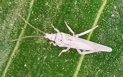 Coniopterygidae