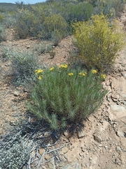 Euryops tenuissimus