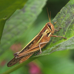 Patanga japonica