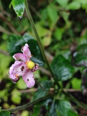 Eriocapitella hupehensis