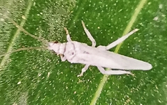 Coniopterygidae