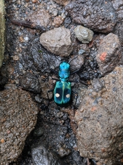 Pseudoxycheila tarsalis