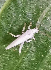 Coniopterygidae