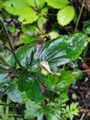 Eriocapitella hupehensis