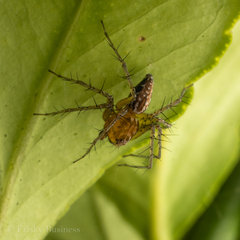 Oxyopes