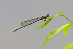 Pseudagrion ignifer